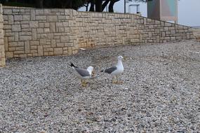 Gulls Waterfowl Sea