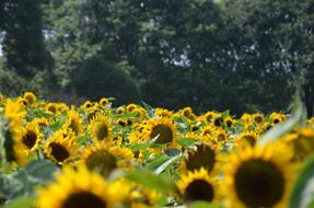 yellow Sunflower Flowers