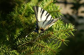 Entomo Butterfly Spring