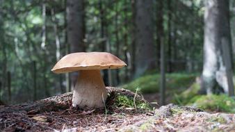 Grzyb Ceps Porcini Boletus