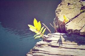 Flower Sunshine near Water