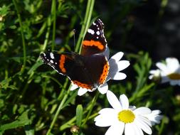 Butterfly on white daisies on a meadow in a blurred background