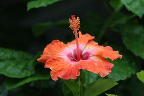 Red Hibiscus exotic Flower