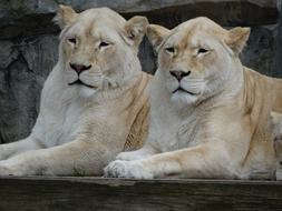 Zoo Lions