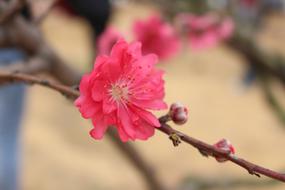 pink Flower Peach Blossom