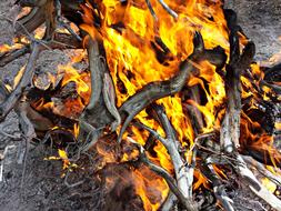 Fire Wood Burn Combustion