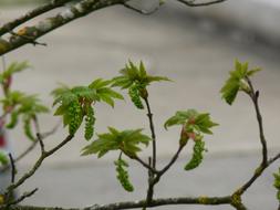 Bloom Tree