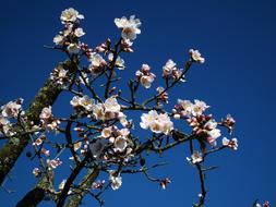 tree Almond Flowers