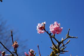 flowers pink branch sky