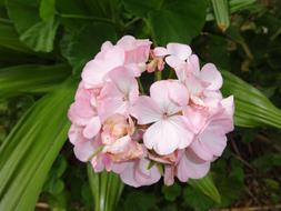 lush pink bloom close up