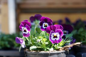 bright colorful potted flowers in spring