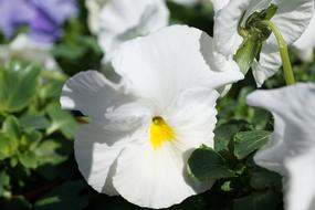 Flower Flourished at Spring