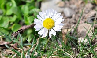 Daisy Geese Flower