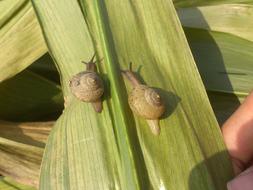 Snails Race Right