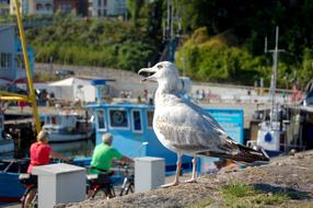 Seagull Port Waterfowl Close