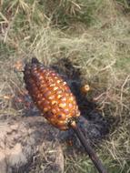 Corn Roast The