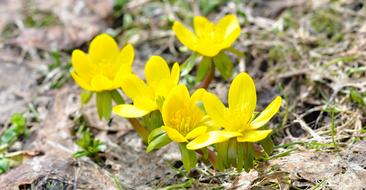 yellow Winter Linge Flowers at spring