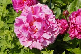 Peony Pentecost Bloom in the garden in the sun