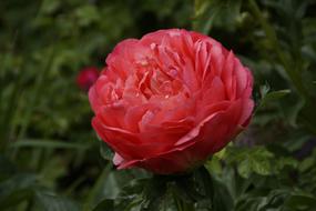 pink Peony Pentecost Flower