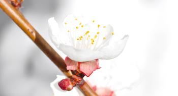 Apricot Blossom Bloom on branch