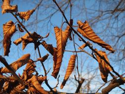 Carpinus Betulus Europena Hornbeam