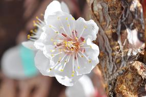 Apricot Blossom Bloom