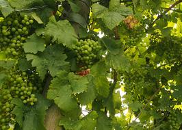 Grapes Vines Lush