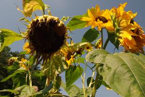 Sunflower Drought Dry