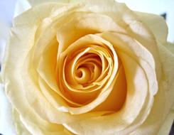 Close-up of the beautiful, blossoming, yellow and white rose flower in light