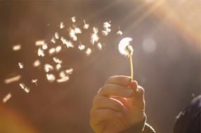 Dandelion Flower at sunshine