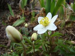 Wood Anemone Flower Spring
