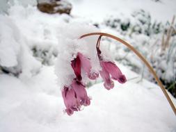 Snow Frozen Cold