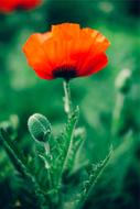 Red opium Flower at summer