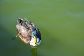 Duck Pond