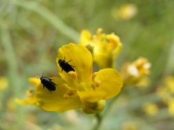 Close-up of the beautiful, yellow flowers with black beetles