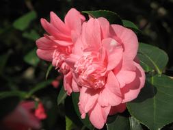 Close-up of the beautiful, blooming, pink flowers with green leaves in light, in the spring