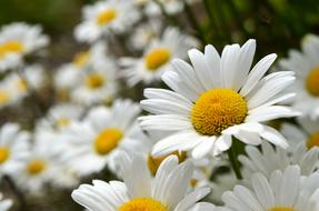 Daisies Flowers Leucanthemum