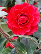 bright red Flora Flower Blossom