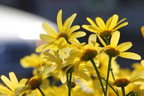 Yellow kuusamo Flowers