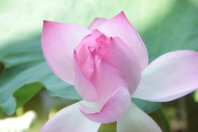 pink Lotus Leaves at Spring