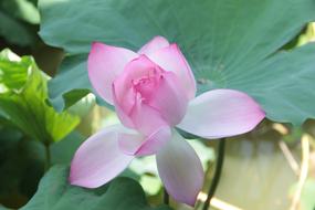 Lotus Leaf at Spring