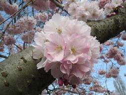 Japanese Cherry Prunus Serrulata flora