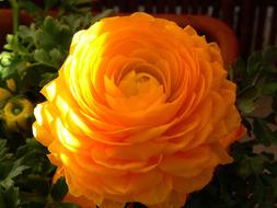 Closeup photo of Orange Blossom Bloom