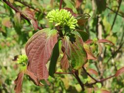 Cornus Sanguinea Common Dogwood