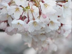 Cherry Blossoms Japan Spring