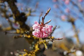 a pink flower on a branch and a pole.