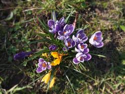 Crocus Flowers FrÃ¼hlingsblÃ¼her