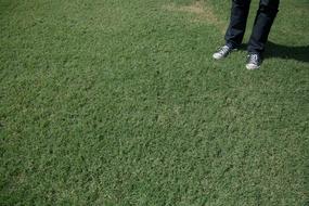 Green Grass Converse