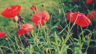 Red Poppies Flowers