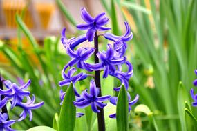 Hyacinth Flower